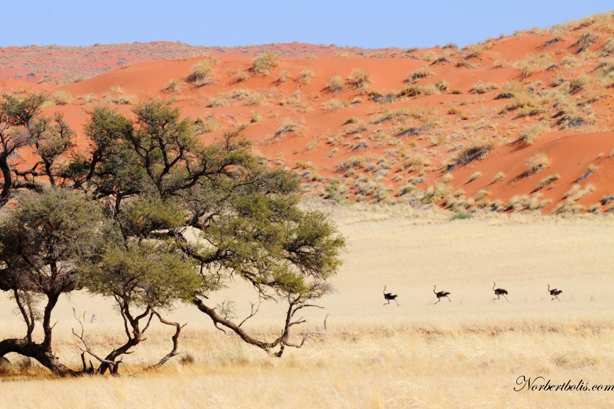 2009 Namib N 0319 T