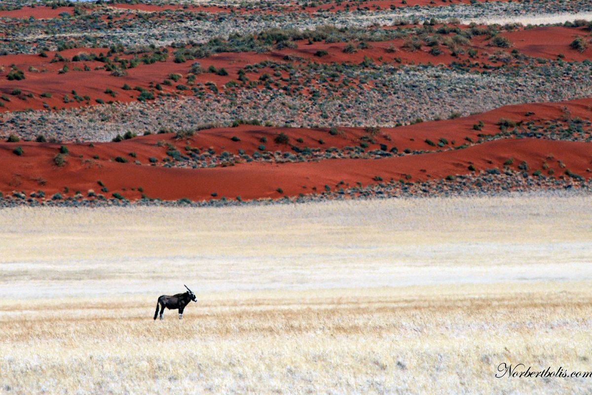 2009 Namib N 0231 T